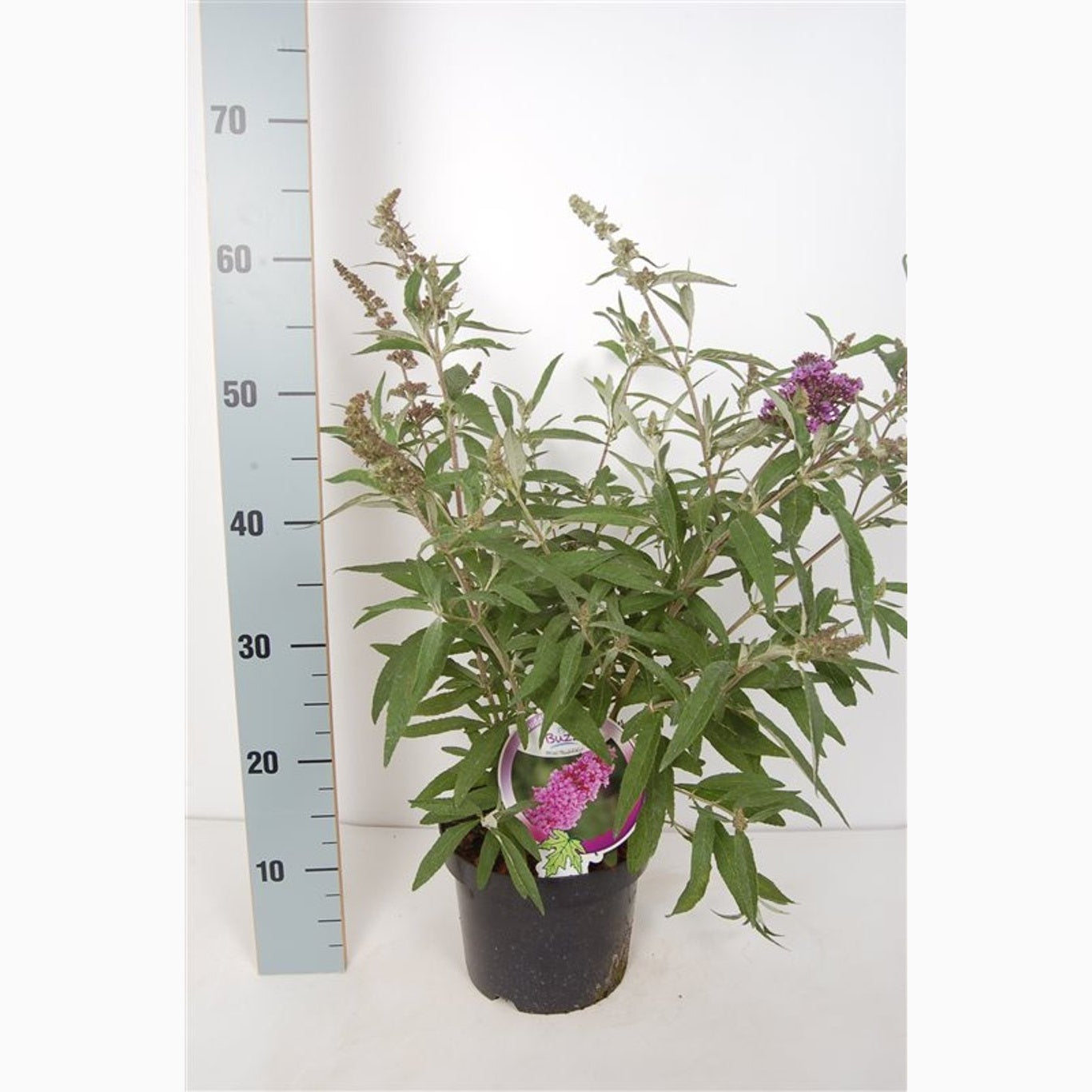 Sommarlilja – Buddleja dav. 'Violet' (Buzz); - C3